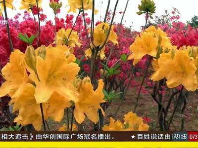 2017长沙市杜鹃花旅游文化节今天启幕