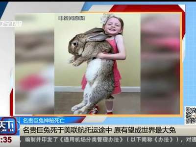 [视频]名贵巨兔神秘死亡：名贵巨兔死于美联航托运途中 原有望成世界最大兔