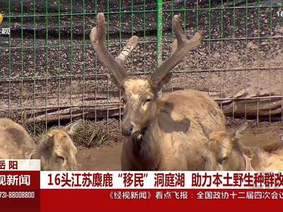 16头江苏麋鹿“移民”洞庭湖 助力本土野生种群改良