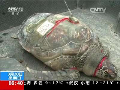[视频]渔民误捕百岁海龟 边防救援放生