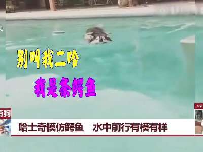[视频]家有萌狗：哈士奇模仿鳄鱼 水中前行有模有样