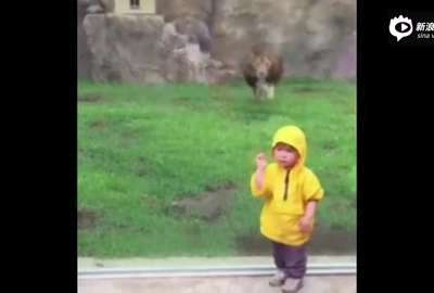 [视频]日本男童动物园看狮子：刚转身狮子就扑过来