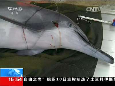 [视频]台湾花莲：海豚遭鱼叉刺穿头 咽气前流泪