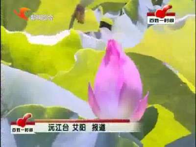 沅江：榨南荷花开 引客结伴来