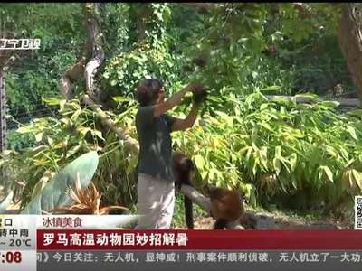 [视频]罗马高温动物园妙招解暑 老虎舔冰块黑熊吃果冻