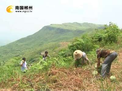 郴州：药材地套种西瓜 一地多收