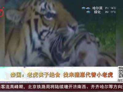 [视频]泰国：老虎丧子绝食 找来猪崽代替小老虎