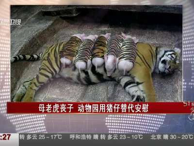 [视频]母老虎丧子 动物园用猪仔替代安慰