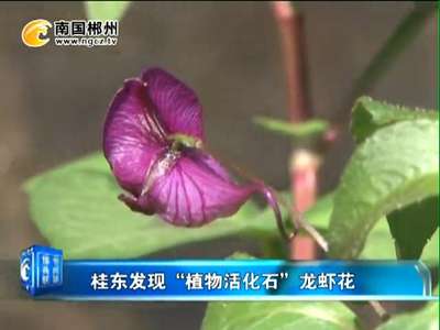 郴州：桂东发现“植物活化石”龙虾花