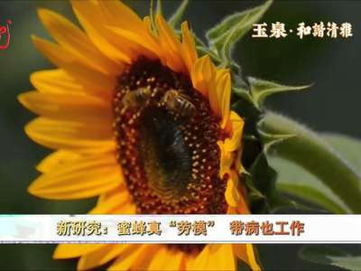[视频]新研究：蜜蜂真“劳模”带病也工作