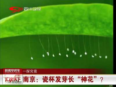 [视频]南京：瓷杯发芽长“神花”？