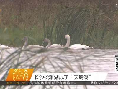 长沙松雅湖成了“天鹅湖”