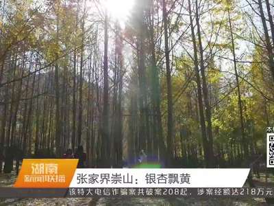 张家界崇山：银杏飘黄