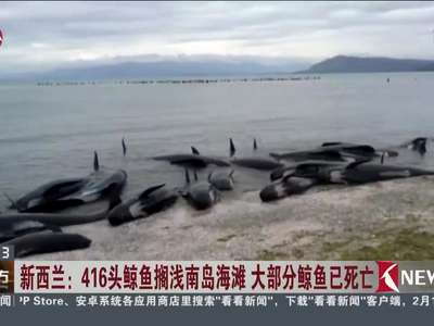 [视频]416头鲸鱼搁浅南岛海滩 大部分鲸鱼已死亡