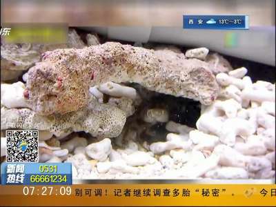 [视频]领地被侵 皮皮虾打断螃蟹腿