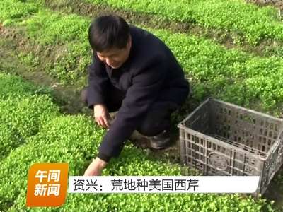 资兴：村民在荒地种美国西芹