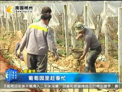 郴州：葡萄园里赶春忙
