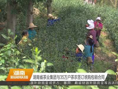 湖南省茶业集团与35万户茶农签订统购包销合同