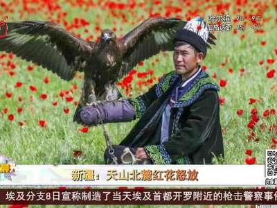 [视频]新疆：天山北麓红花怒放