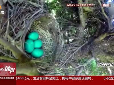 [视频]小伙装监控看小鸟孵化 拍到意外一幕