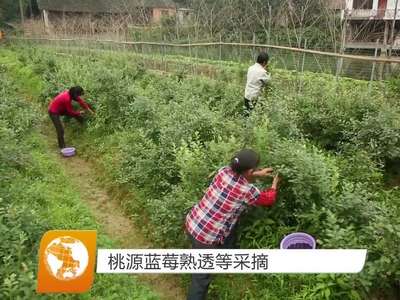 桃源蓝莓熟透等采摘