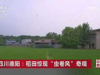 [视频]四川德阳：稻田惊现“虫卷风”奇观