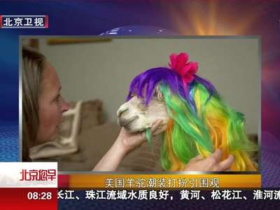[视频]美国羊驼潮装打扮动作滑稽引网友围观（图）