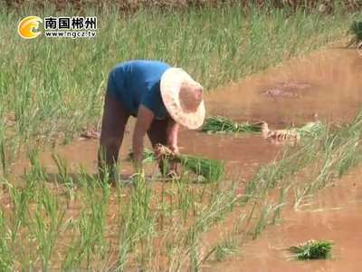 郴州：女子“务工队” 走俏田间地头