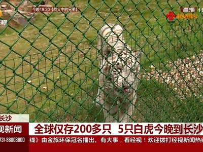 全球仅存200多只 5只白虎今晚到长沙
