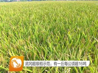 武冈超级稻示范：有一丘每公顷超16吨