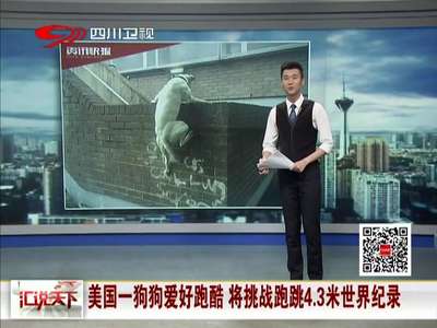 [视频]美国一狗狗爱好跑酷 将挑战跑跳4.3米世界纪录