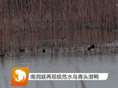 南洞庭再现极危水鸟青头潜鸭