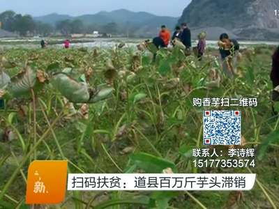 扫码扶贫：道县百万斤芋头滞销