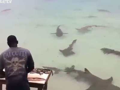 牛人是这么钓鲨鱼的_百度影视