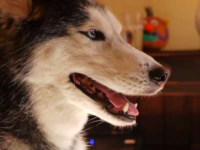 可爱哈士奇学狼叫