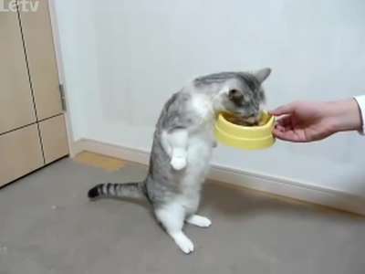 搞笑猫咪吃到忘形
