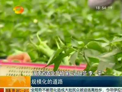 农业七日谈反响：进入蔬菜大棚 成为培训教材