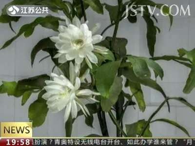 [视频]500多张照片记录“昙花一现”惊艳全过程