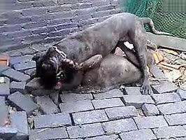 今天早上去喂狗突然看到卡斯罗跟加纳利搞起来了_百度影视