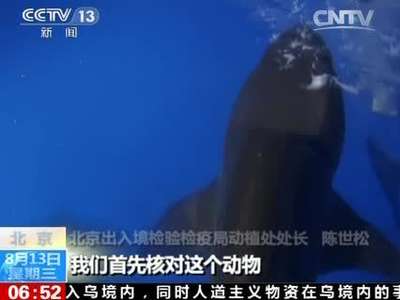 [视频]北京：“海洋杀手”入驻 先行隔离检疫