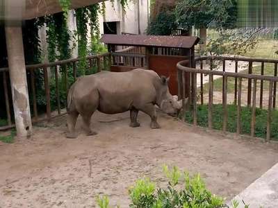 北京动物园 犀牛