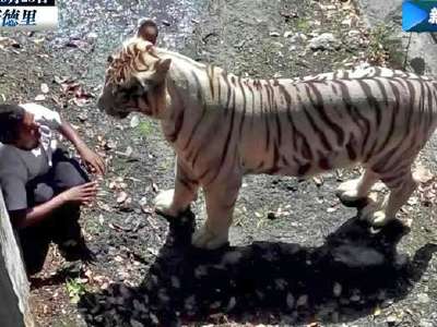 [视频]印度男子醉酒跳虎圈 向虎求饶不成丧命