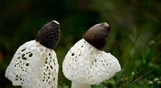 珍贵菌类,竹菌类,红菌类_大山谷图库