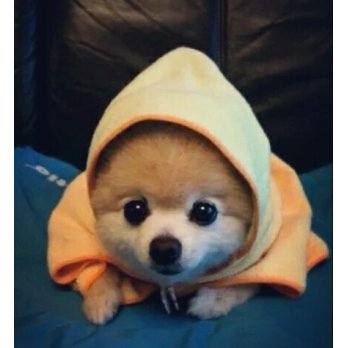 乐视宠物频道 宠物类节目 宠物相关视频 乐视视频